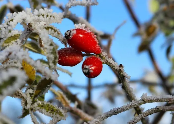 Rosenhagen In The Estate Barn Ferienhaus Thorstorf