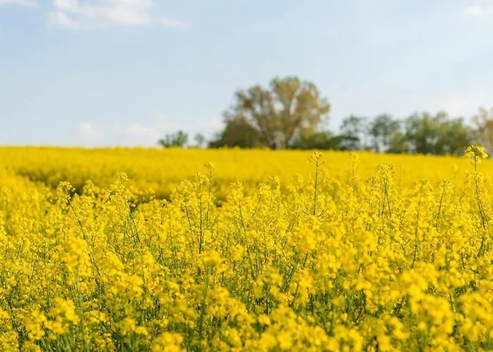 Ferienhaus Rosenhagen In The Estate Barn